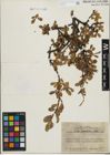 Foto von Salix kitaibeliana Willd.